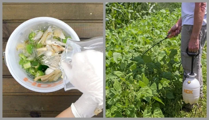 Hot pepper and garlic spray