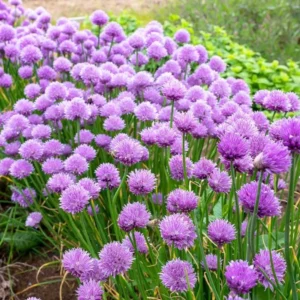 5 Chives Plants Live For Planting Heirloom Leeks 4-8 Inch Tall Herb Garden