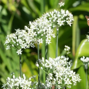 Garlic Chives Plants