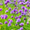 Hardy Chives Plants