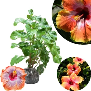 Hibiscus Plant Live Clump 8-12" Hardy Hibiscus Tree Flowers Plant