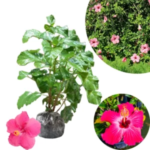 Hibiscus Plant Live Clump 8-12" Hardy Hibiscus Tree Flowers Plant