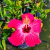 Pink Hibiscus