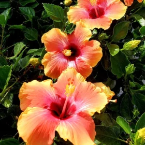 Yellow Red Hibiscus