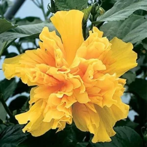 Hibiscus Plant Live 5-9