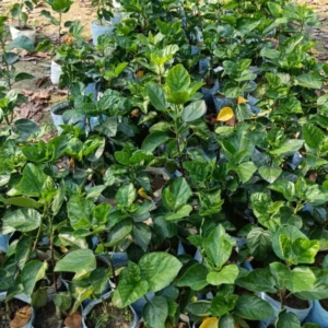 Hibiscus Plant Live 5-9