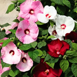 Mix Hibiscus