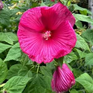 Hibiscus Trees Live Plants - Pack of 2 Hardy Perennial Hibiscus Flowers