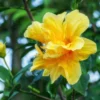 Hibiscus Trees Live Plants - Pack of 2 Hardy Perennial Hibiscus Flowers