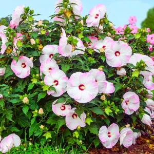 Hibiscus Trees Live Plants - Pack of 2 Hardy Perennial Hibiscus Flowers