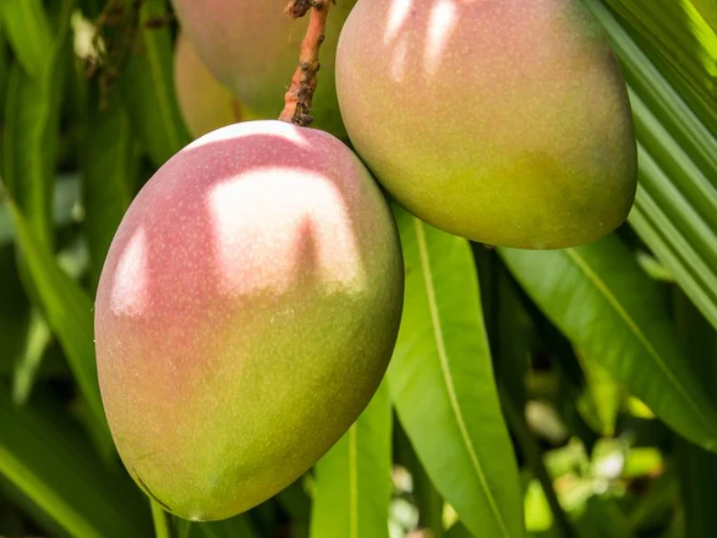 Cotton Candy Mango Tree