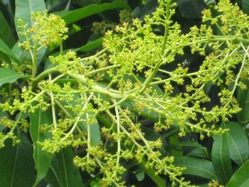 Cotton Candy Mango flowers