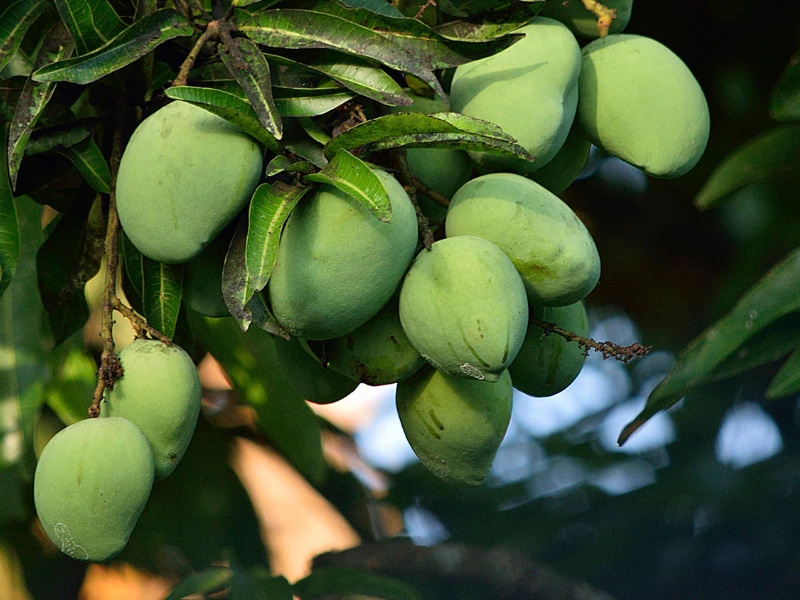 Cotton Candy Mango Problems