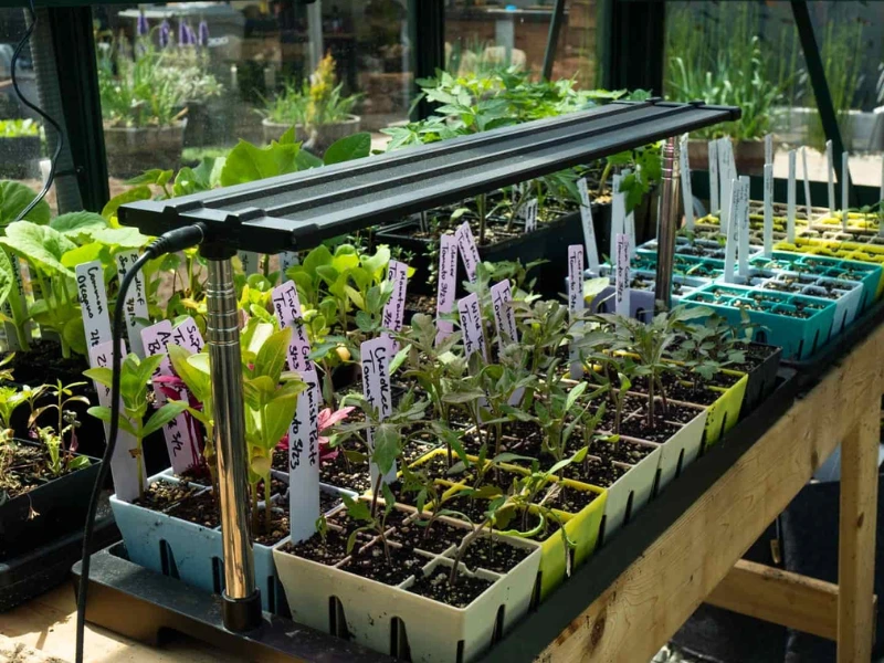 Indoor Seed Starting