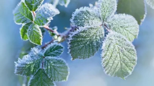 a close up of leaves with frost on them