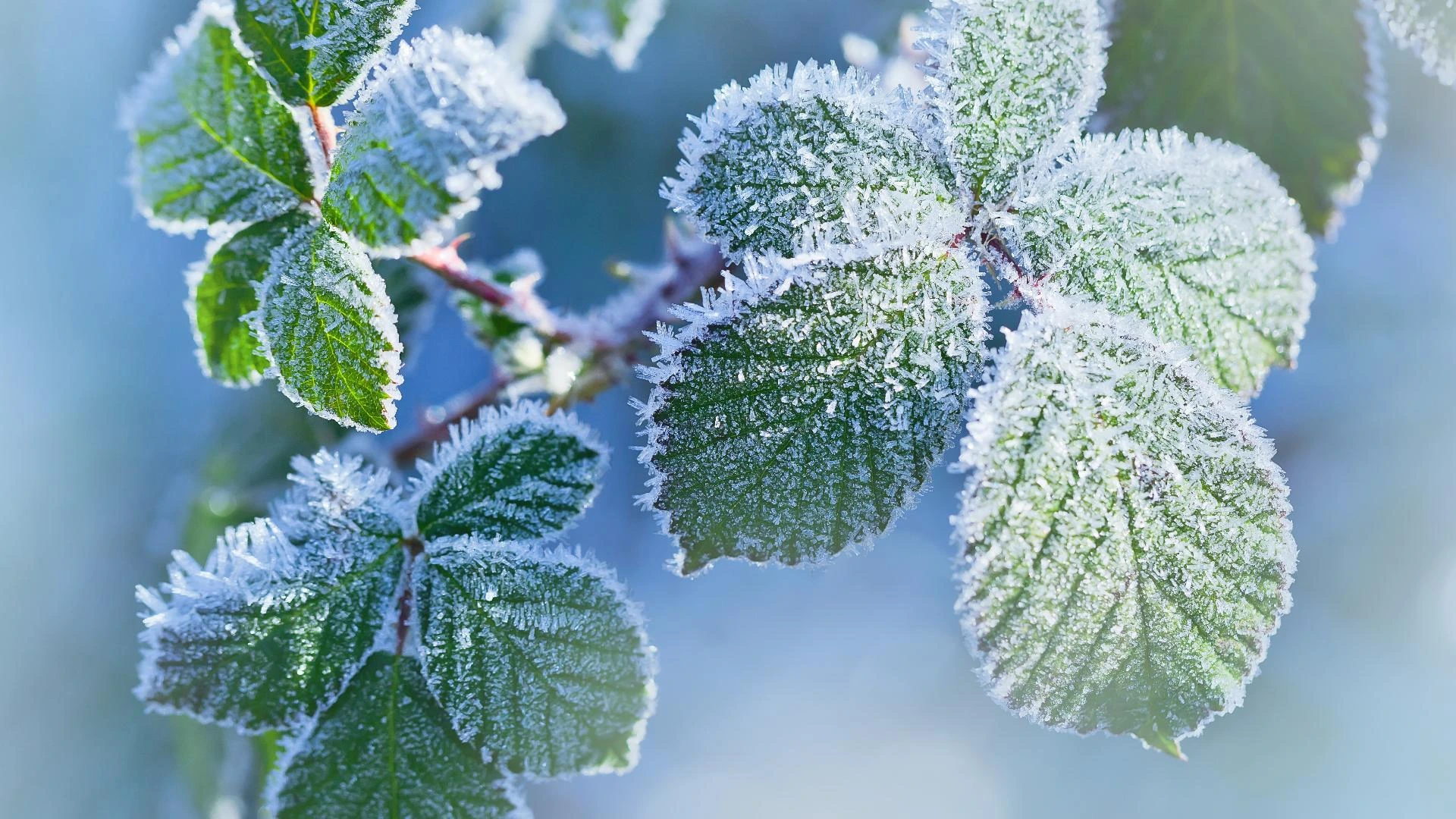 How to Plan Your Garden Around the Last Frost Date (And Why It Matters More Than You Think)