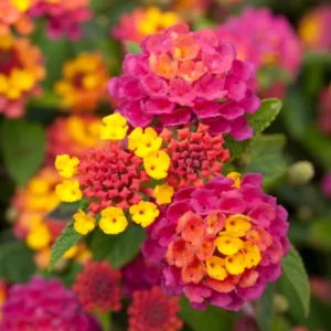 Lantana Live Plants, 2 Pack, Outdoor Perennial Flowers, 4-9 Inch Tall