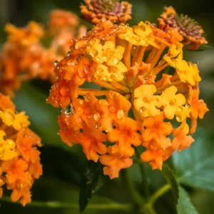 Lantana Live Plants, 2 Pack, Outdoor Perennial Flowers, 4-9 Inch Tall