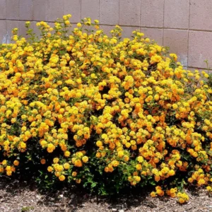 Lantana Live Plants, 2 Pack, Outdoor Perennial Flowers, 4-9 Inch Tall