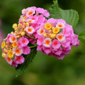 Lantana Live Plants, 2 Pack, Outdoor Perennial Flowers, 4-9 Inch Tall