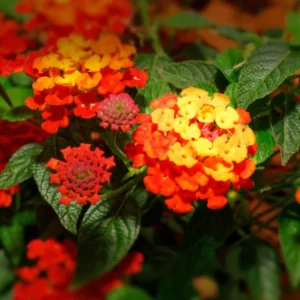 Lantana Live Plants, 2 Pack, Outdoor Perennial Flowers, 4-9 Inch Tall