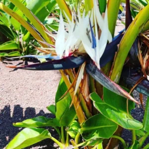 Bird of Paradise Plant Live Houseplant 5-12 Inch Strelitzia Reginae Ornamental