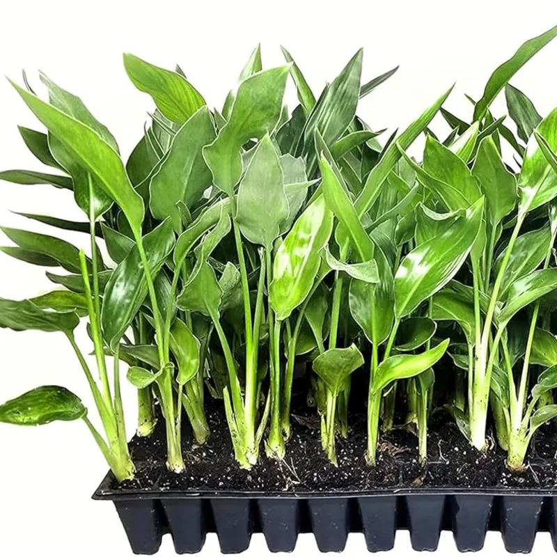 Bird of Paradise Plant Live Houseplant 5-12 Inch Strelitzia Reginae Ornamental