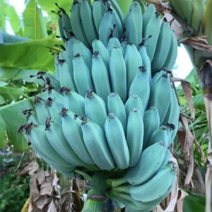 Blue Banana Tree Live Plant 4-8 Inch Tall - Ice Cream Banana Plant Tropical Seedling