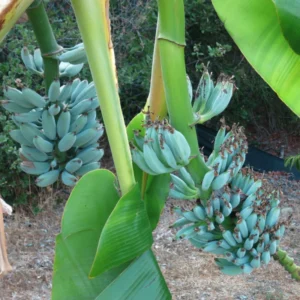 Blue Banana Tree Live Plant 4-8 Inch Tall - Ice Cream Banana Plant Tropical Seedling