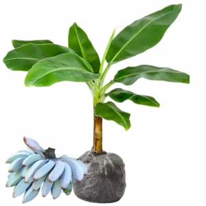 Blue Banana Tree Live Plant 4-8 Inch Tall - Ice Cream Banana Plant Tropical Seedling
