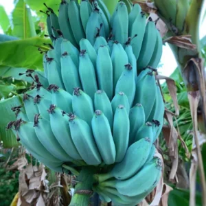 Blue Banana Tree Live Plant 4-8 Inch Tall - Ice Cream Banana Plant Tropical Seedling