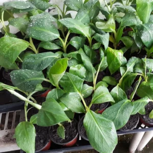 Blue Banana Tree Live Plant 4-8 Inch Tall - Ice Cream Banana Plant Tropical Seedling