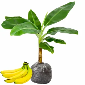 Cold Hardy Banana Tree Live Plant - Tropical Fruit Seedling 4-8 Inch Tall