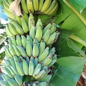 Thai Banana