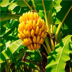 Banana Tree Live Plant 4-8 inch Tall Cold Hardy Fruit Seedling