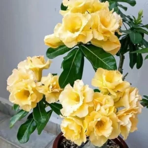 Desert Rose Plant Live - Adenium Flowering Succulent - 4-7" Tall