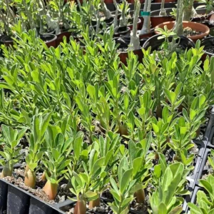 Desert Rose Plant Live - Adenium Flowering Succulent - 4-7