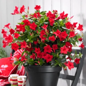 Red Mandeville Vine Plants - Live Well Rooted 4-7