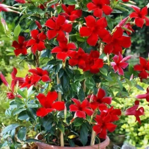 Red Mandeville Vine Plants - Live Well Rooted 4-7" Tall Flowers