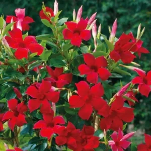 Red Mandeville Vine Plants - Live Well Rooted 4-7" Tall Flowers