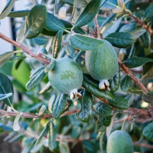 Pineapple Guava Live Plant - 4-8