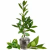 Bay Leaf Plant Live Tree - Laurus Nobilis - Sweet Bay Laurel for Home Garden