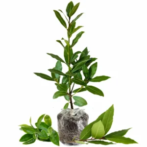 Bay Leaf Plant Live Tree - Laurus Nobilis - Sweet Bay Laurel for Home Garden