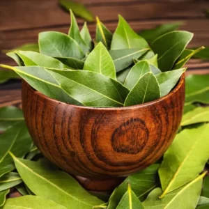 Bay Leaf Plant Live Tree - Laurus Nobilis - Sweet Bay Laurel for Home Garden