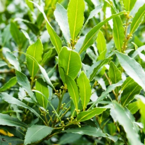 Bay Leaf Plant Live Tree - Laurus Nobilis - Sweet Bay Laurel for Home Garden