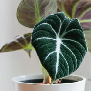 Black Velvet Alocasia Live Plant - Rare Indoor Houseplant - 5-9 Inches - Dark Green Leaves