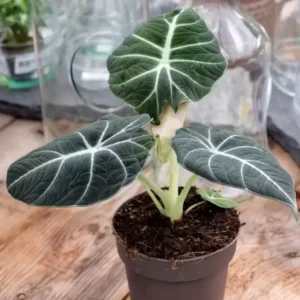 Black Velvet Alocasia Live Plant - Rare Indoor Houseplant - 5-9 Inches - Dark Green Leaves