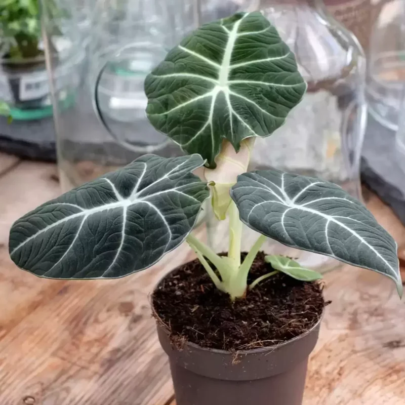 Black Velvet Alocasia Live Plant - Rare Indoor Houseplant - 5-9 Inches - Dark Green Leaves