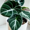 Black Velvet Alocasia Live Plant - Rare Indoor Houseplant - 5-9 Inches - Dark Green Leaves