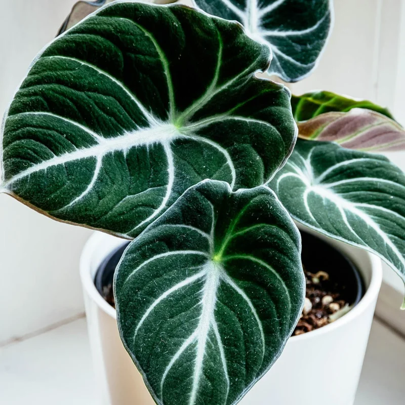 Black Velvet Alocasia Live Plant - Rare Indoor Houseplant - 5-9 Inches - Dark Green Leaves